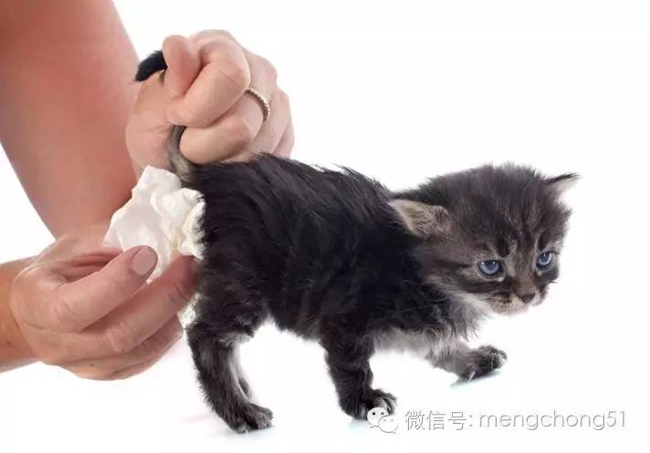 猫咪感染了猫瘟怎么办？如何治疗和预防？