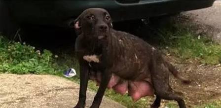 涨奶严重的狗妈妈找不到孩子到处乱跑，其实孩子是被人关起来了