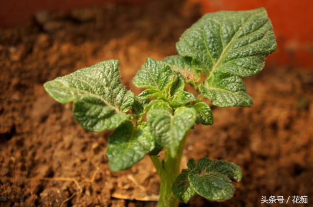 土豆出芽种植盆景,长芽的土豆怎么沤肥