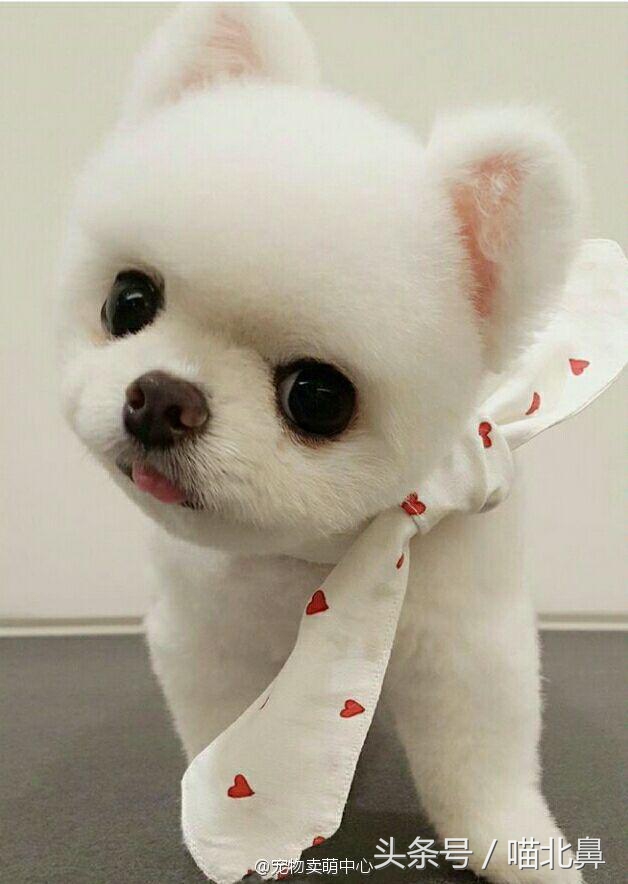 小猫吃猫砂会中毒吗,猫奴求助