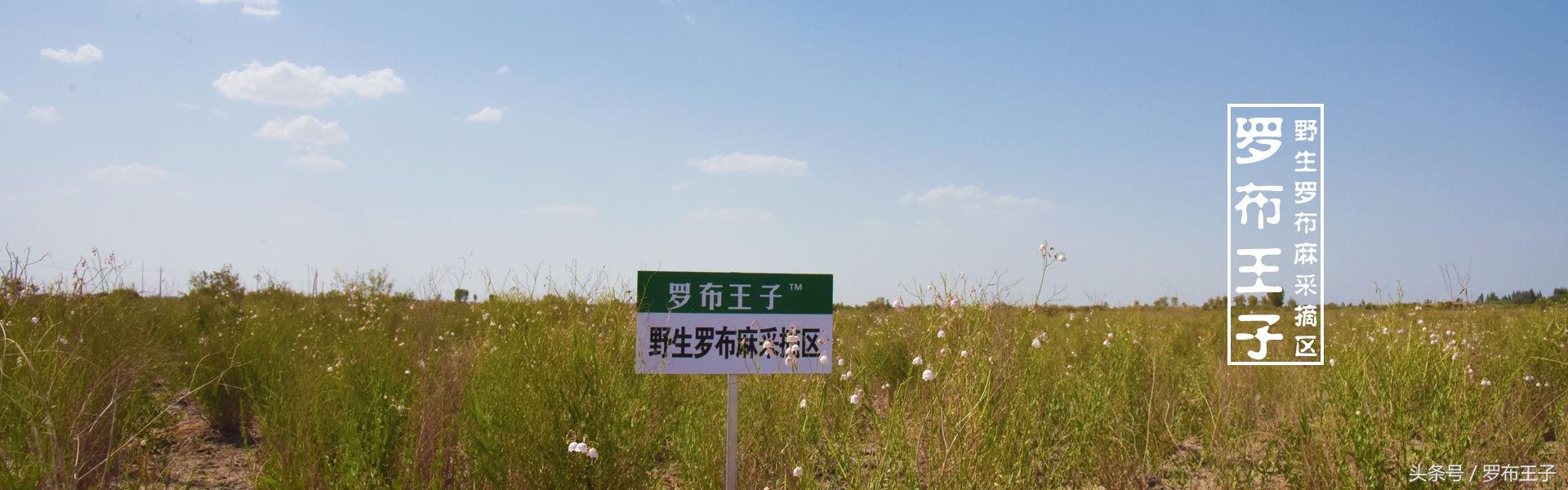 罗布麻不过量有副作用吗,罗布麻茶你不知道的功效