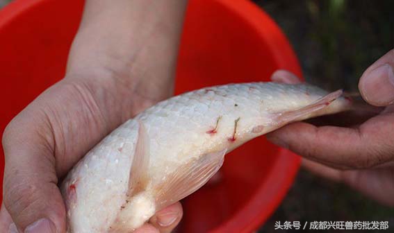 十月鱼塘里的锚头蚤,杀灭幼虫是关键