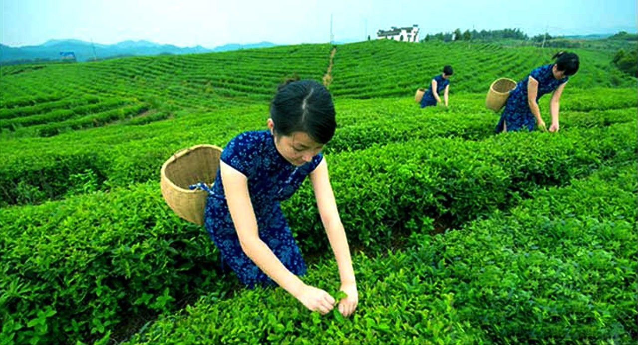 安徽名茶中被列为中国十大名茶,十大名茶为何没有湖南安化的黑茶