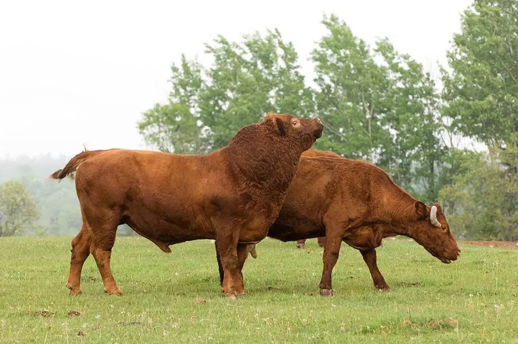 怎么辨别皮革的真假,皮革分类以及辨别标准