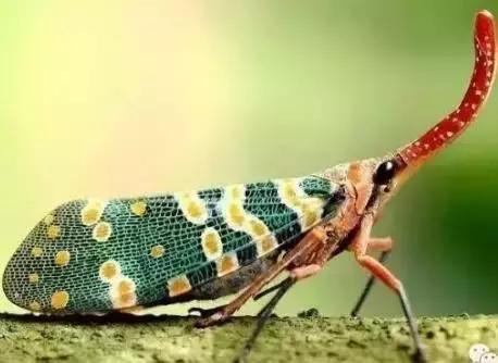 那些年的神级狗狗,那些年养过的电子宠物