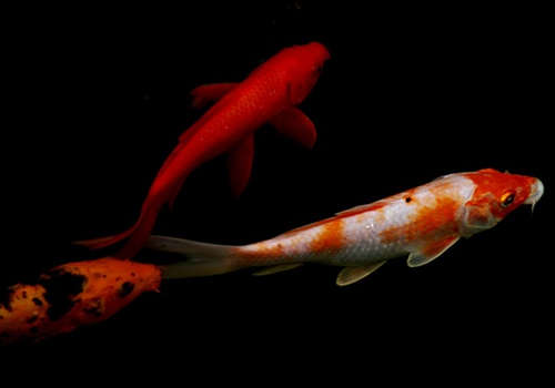 怎么挑选鱼视频教程,鱼粮该怎样挑选有秘诀