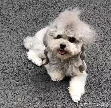 大风天要不要带娃出门,大风天带比熊出门