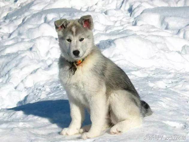 狗狗品种大全带你走进狗狗的世界,狗狗品种大全看看你认识几种