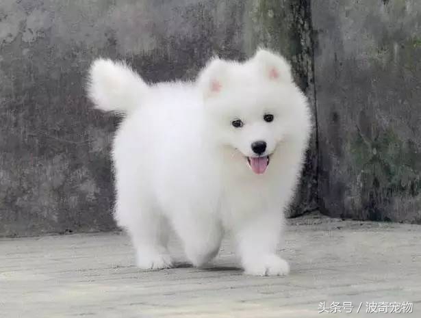 狗狗品种大全图片及简介,狗狗的所有类型品种大全介绍