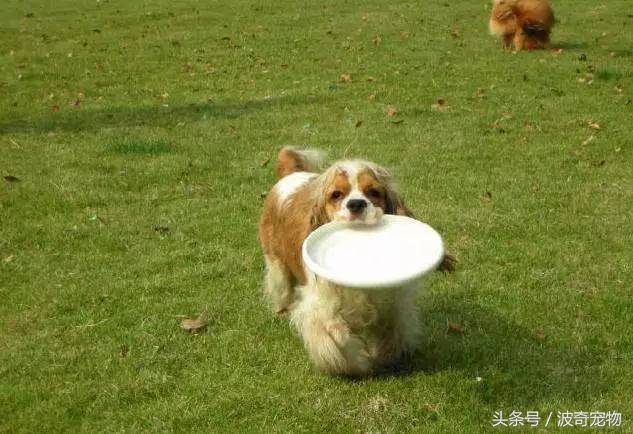 狗狗品种大全图片及简介,狗狗的所有类型品种大全介绍