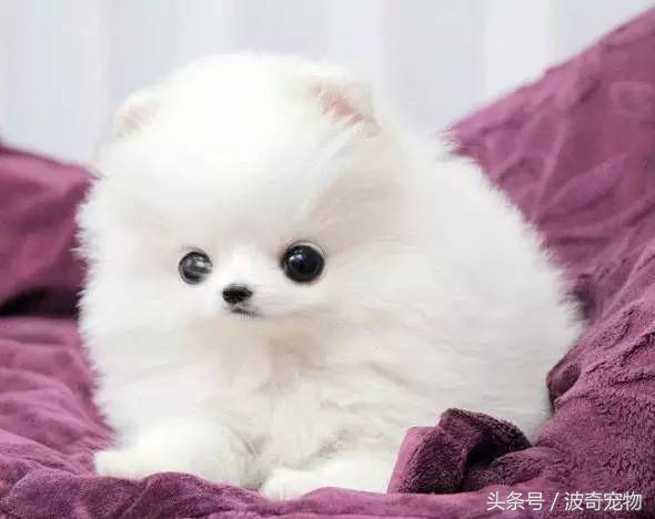 狗狗品种大全带你走进狗狗的世界,狗狗品种大全看看你认识几种