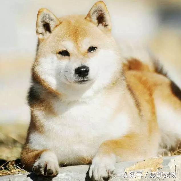 狗狗品种大全图片及简介,狗狗的所有类型品种大全介绍