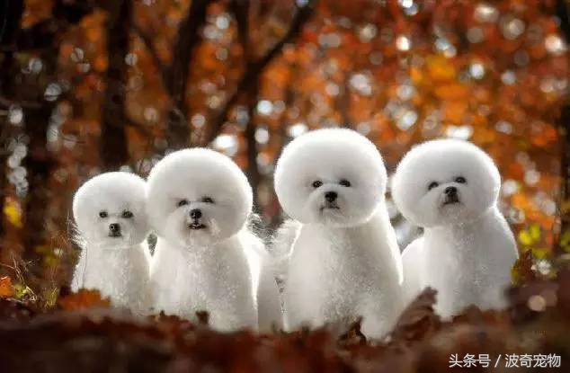 狗狗品种大全带你走进狗狗的世界,狗狗品种大全看看你认识几种