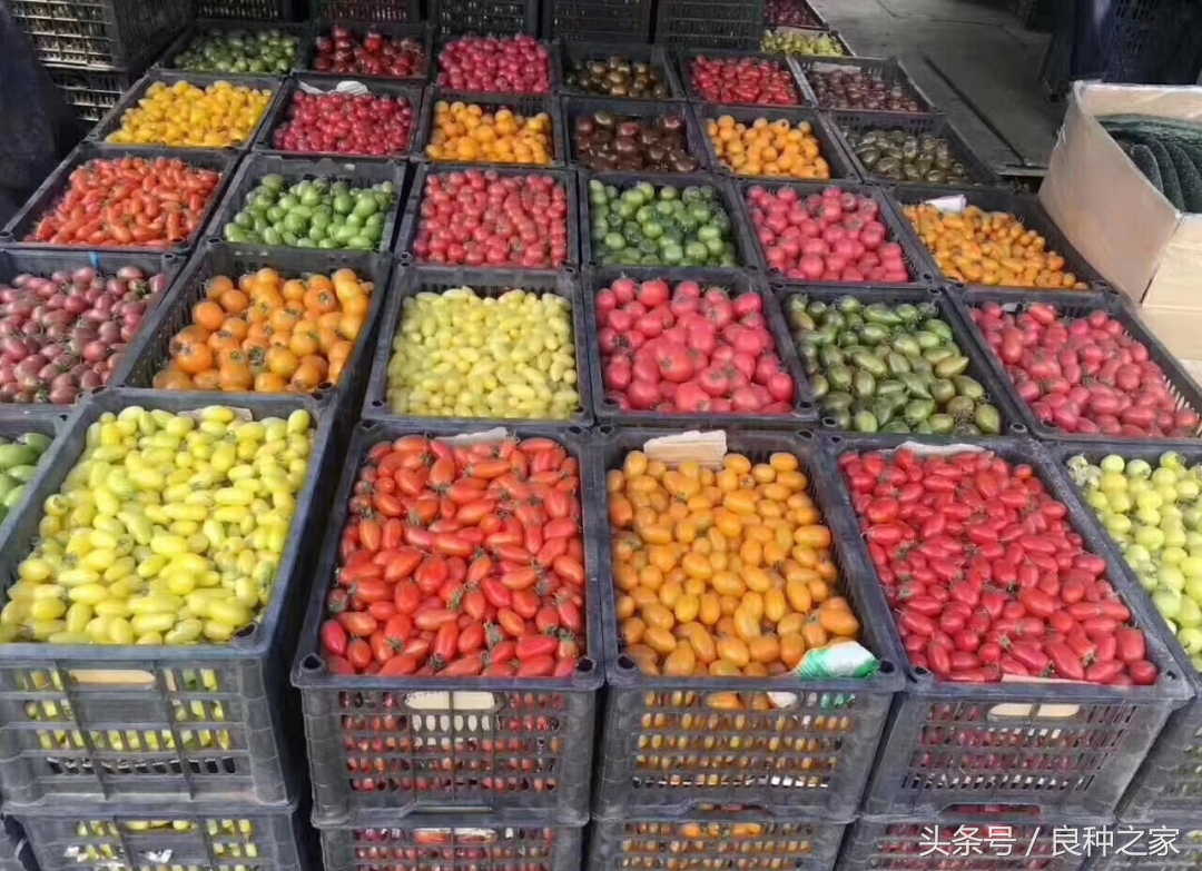 餐桌上常见的本土作物是什么,10种常见的粮食作物