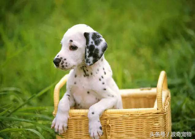 狗狗品种大全带你走进狗狗的世界,狗狗品种大全看看你认识几种