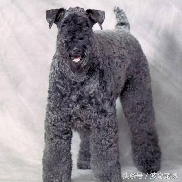 狗狗品种大全带你走进狗狗的世界,狗狗品种大全看看你认识几种