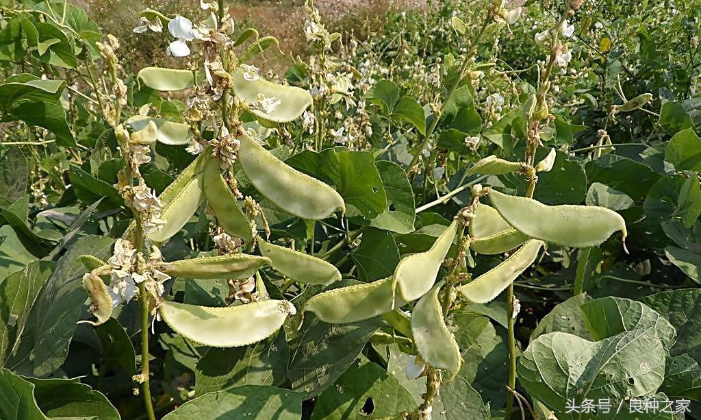 餐桌上常见的本土作物是什么,10种常见的粮食作物