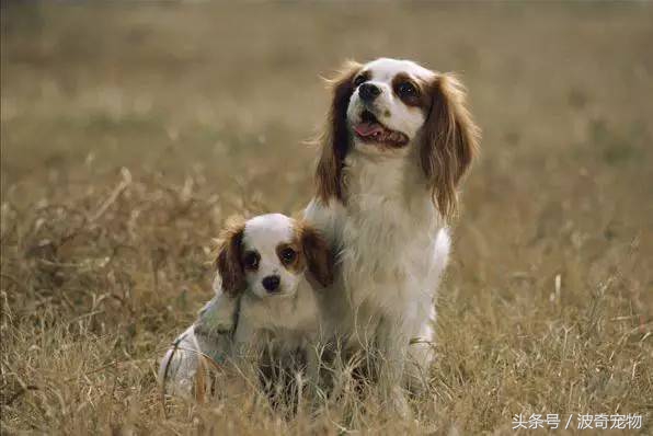 狗狗品种大全图片及简介,狗狗的所有类型品种大全介绍