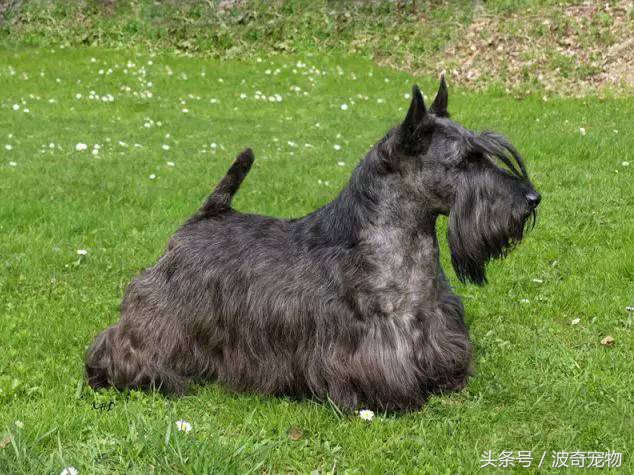 狗狗品种大全图片及简介,狗狗的所有类型品种大全介绍