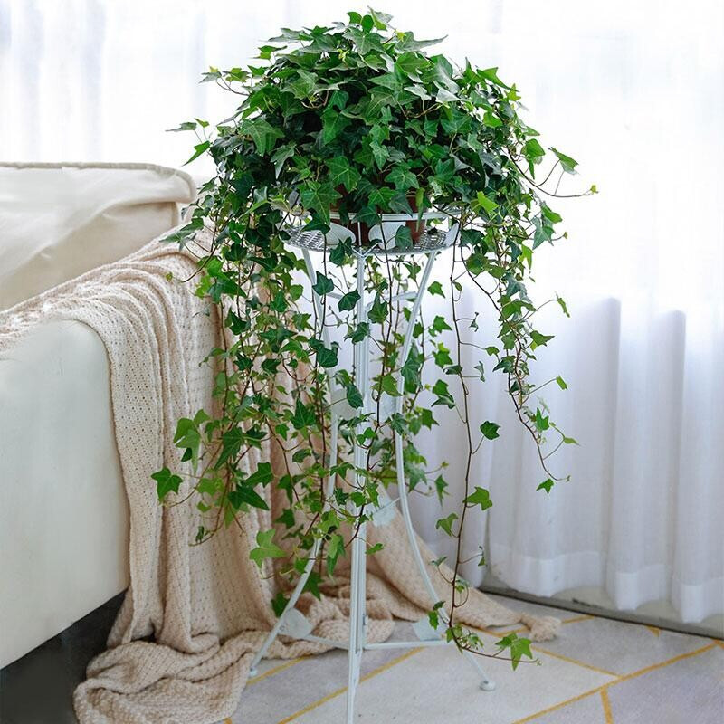 除甲醛最好的10种花,养什么花除甲醛最好