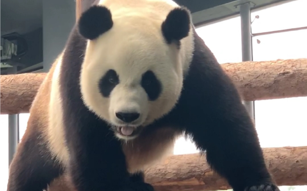 丫丫最新视频曝光，仰头啃笋享受美食，拥有萌兰同款铁秋千太幸福