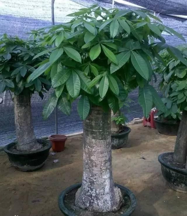 常见的绿植一开花全是好兆头,各种绿植开花代表着什么