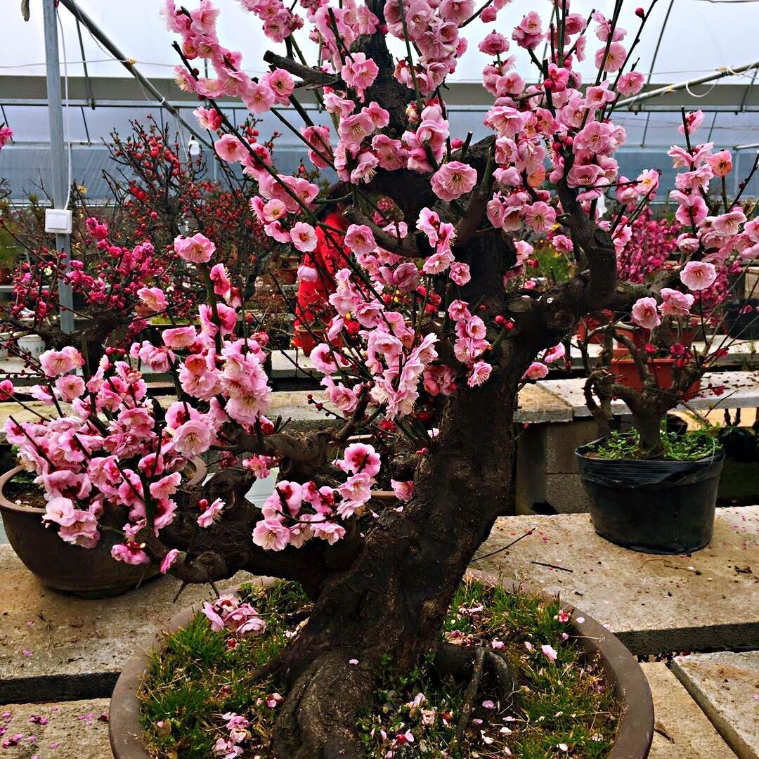 富贵花十种最吉利的花,哪些名花家里好养