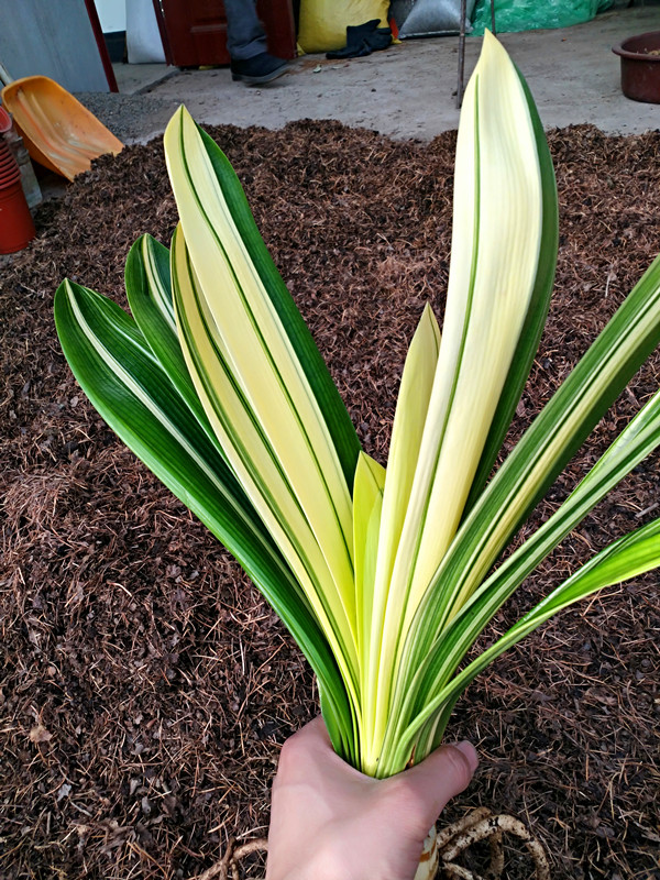 养君子兰最简单的方法,十年老花农养君子兰的秘诀