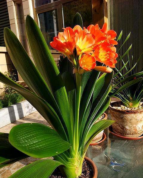 君子兰怎么养才能长得快又茂盛,君子兰怎样才能养出精品