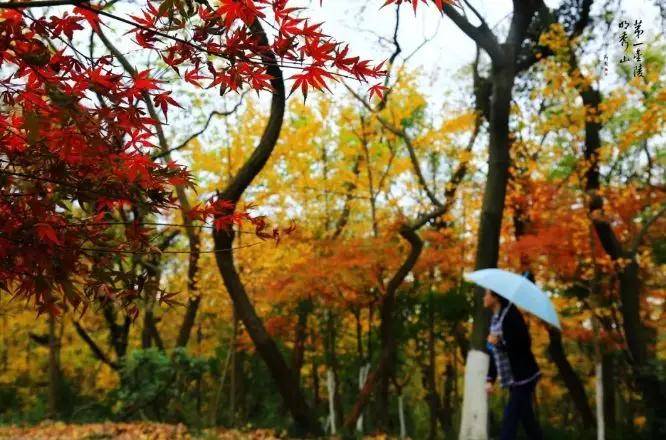 南京枫叶栖霞山什么时候看好看,南京栖霞山几月最红