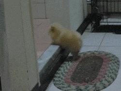 搞笑GIF段子：.我的小萝莉呢？你还我的小萝莉