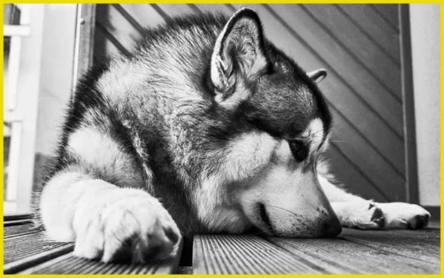 哈士奇跑进派出所,终于知道哈士奇拆家