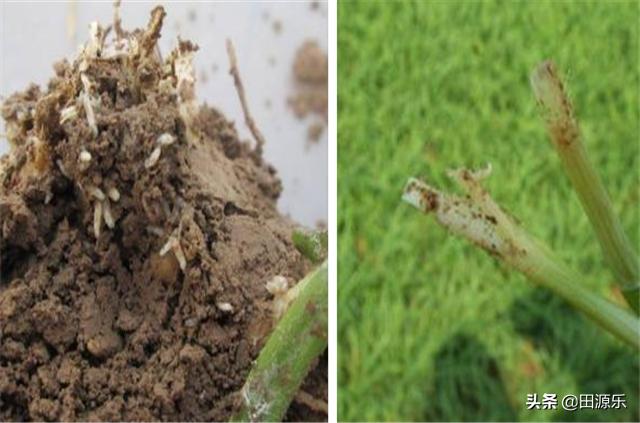种植韭菜之前防治韭蛆的好方法,韭蛆病虫害防治方案