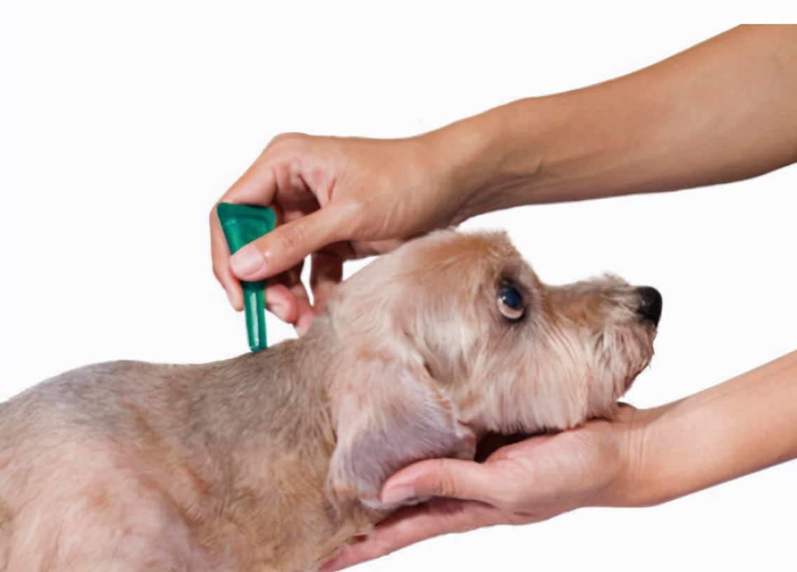 狗狗一块皮肤发红掉毛怎么治疗,狗狗剃毛后皮肤发黑掉毛抹什么药