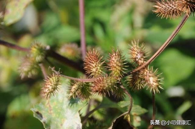 儿时玩具苍耳子，治鼻炎本领大，这么用效果最好！