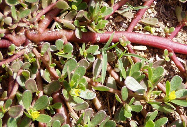 大豆如何种植更高产?从种到收需要哪些管理?农户们该怎么做?