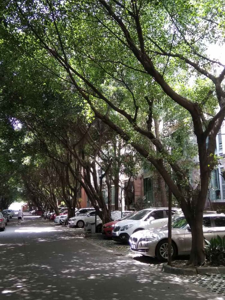 成都网友投诉怡丰新城小区榕树成灾危及行人，高新管委会回应