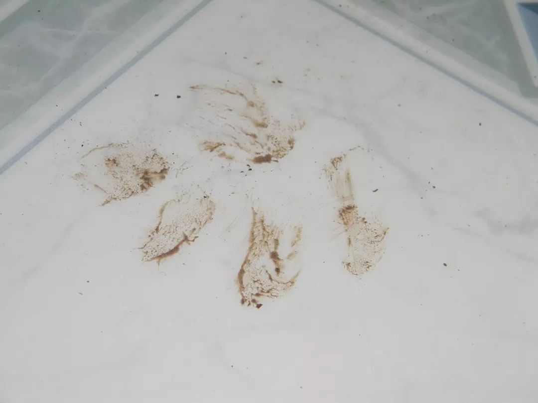 神奇的虎皮地毯,神奇宝贝的地毯