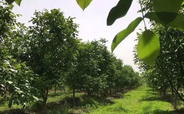 NO.976：阿克苏求职招聘、出租转让、二手信息…大全