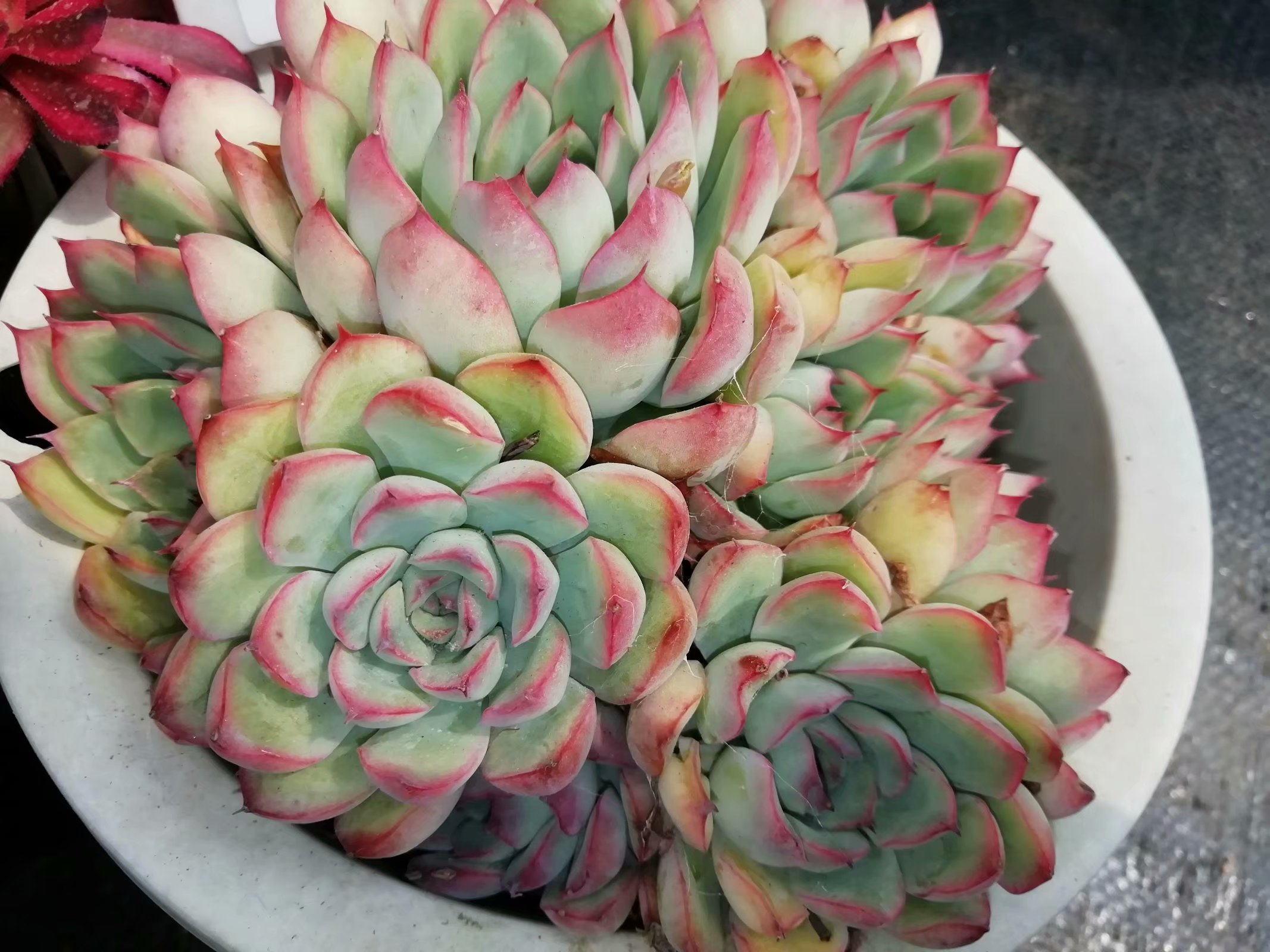 多肉养出状态来有多美？这102种多肉控养上色之后美呆了