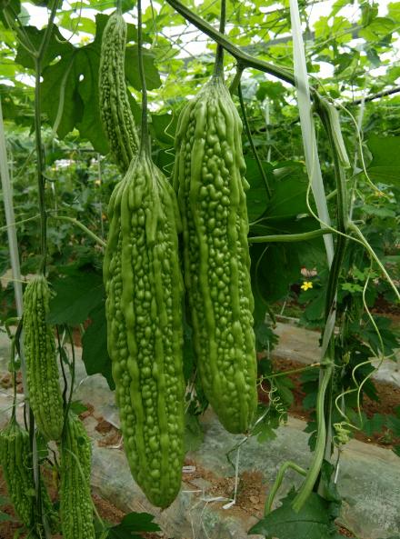 苦瓜太苦怎么去苦味,苦瓜难吃不爱吃