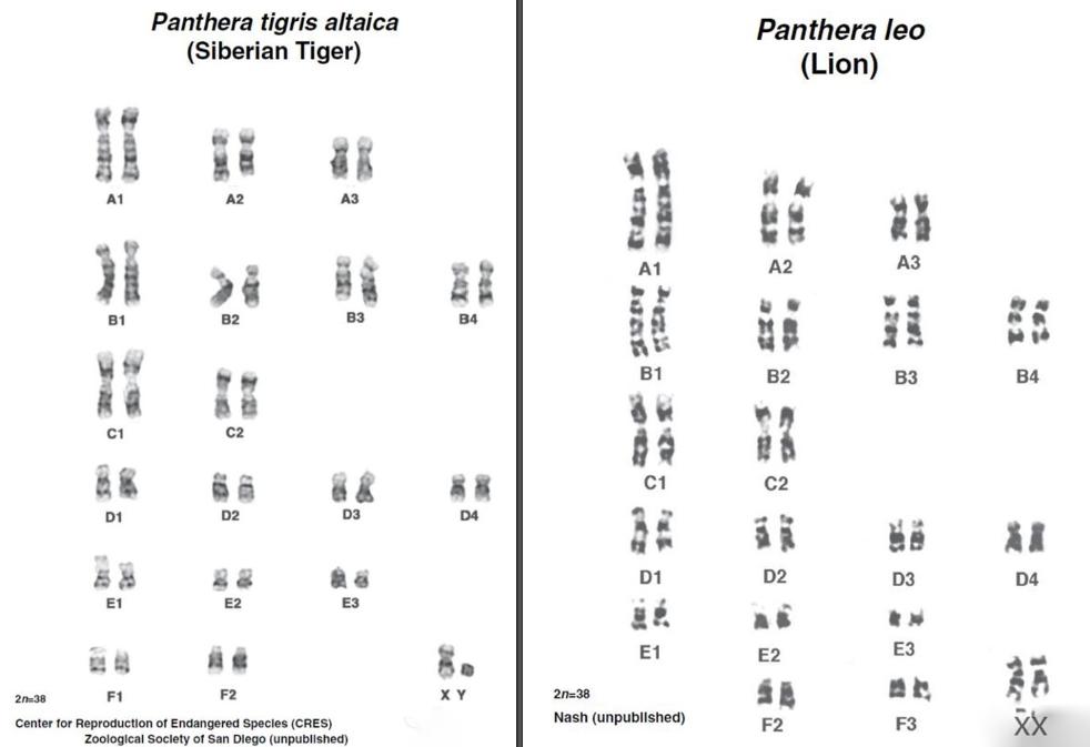 猫科老虎与狮子,老虎和狮子能繁育后代吗