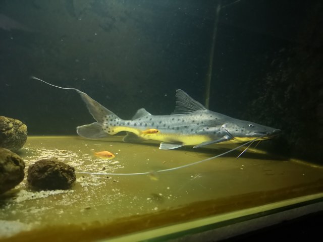 极具攻击性的观赏鱼有哪些,常见的攻击性强的观赏鱼