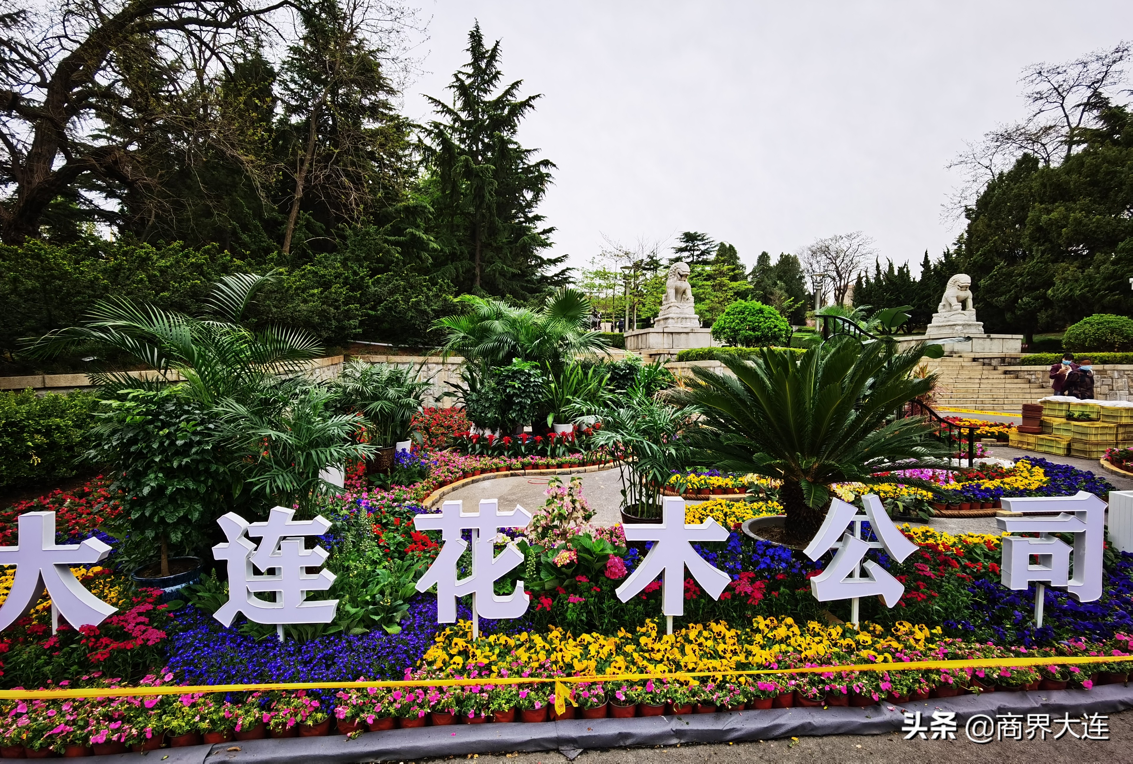 大连花卉展览会在哪里,大连花木公司直播