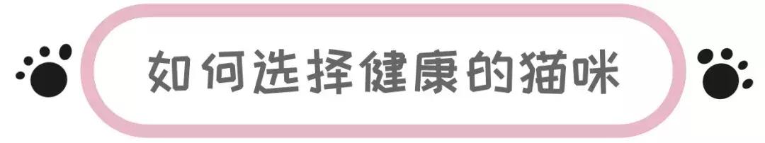 铲屎官必知猫咪0-12月的成长表,新手铲屎官必读国产猫粮怎么选