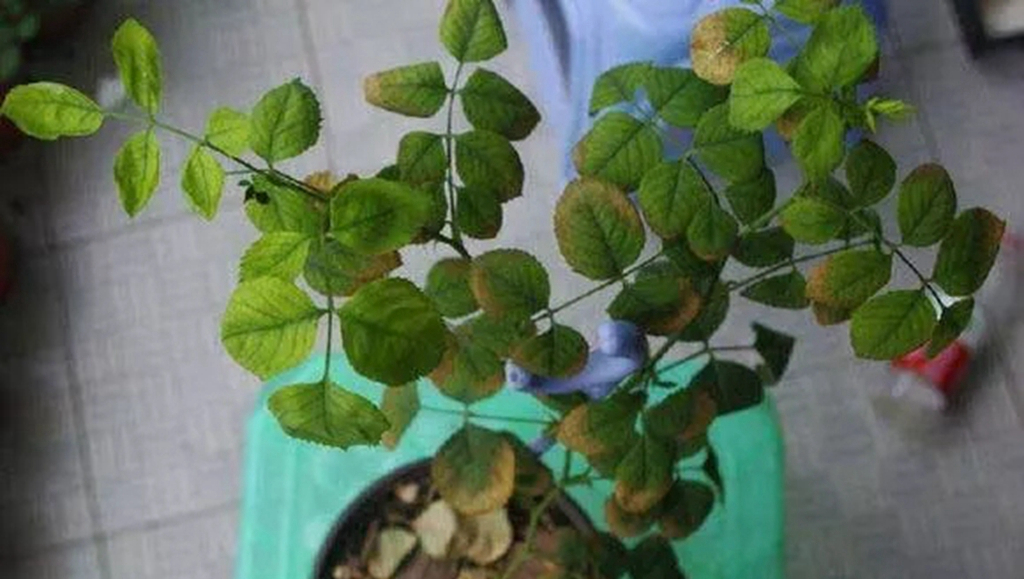 月季肥伤的补救方法,月季肥害后多久才能施肥