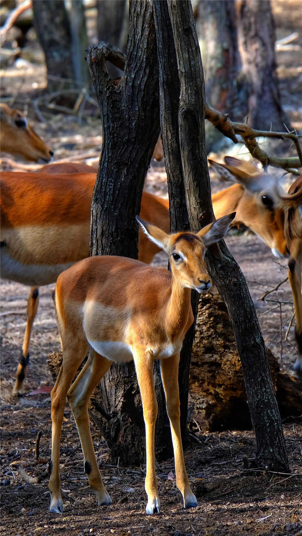 毛里求斯陈小春,毛里求斯马克吐温