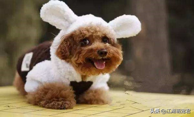 泰迪跟贵宾的区别是什么,分不清泰迪和比熊