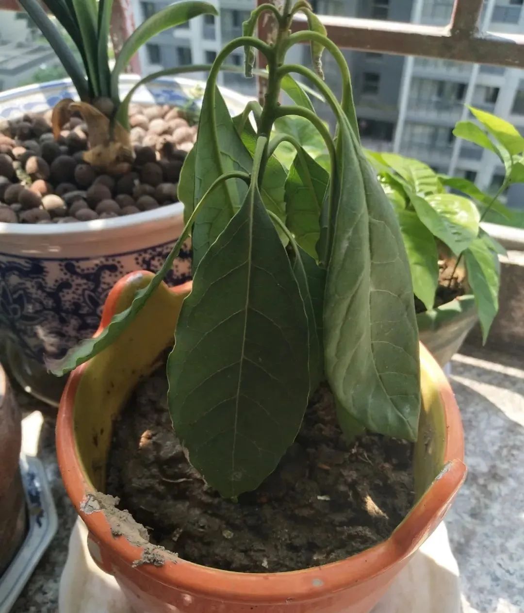 绿萝叶子被太阳晒伤了如何挽救,橡皮树夏天晒太阳叶子晒伤怎么办