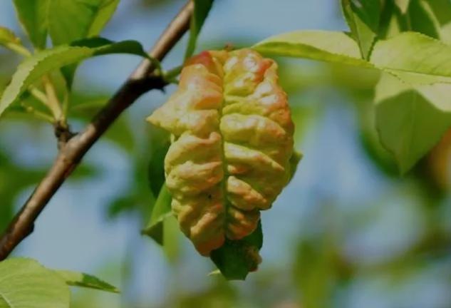 桃缩叶病用什么农药治,如何治疗桃缩叶病